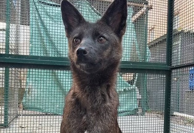 В Бразилии нашли гибрид собаки и лисы