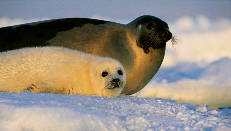 В Архангельской области могут возобновить охоту на гренландского тюленя