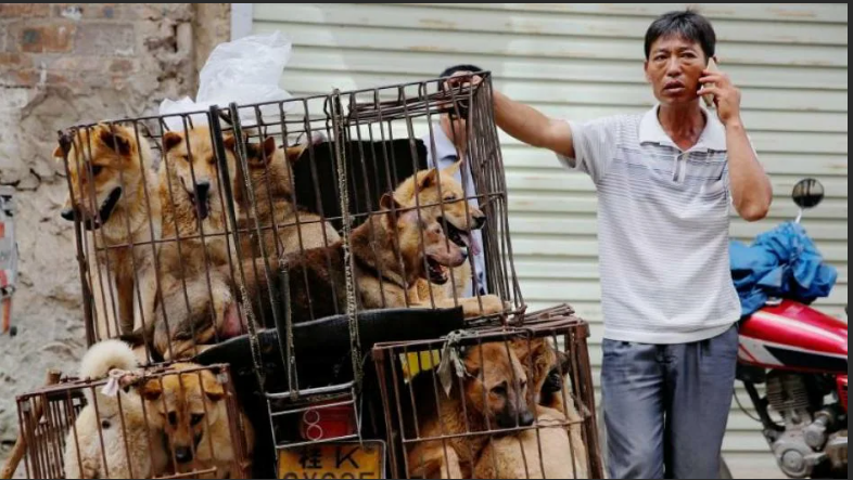 В Корее введут запрет на употребление собачьего мяса