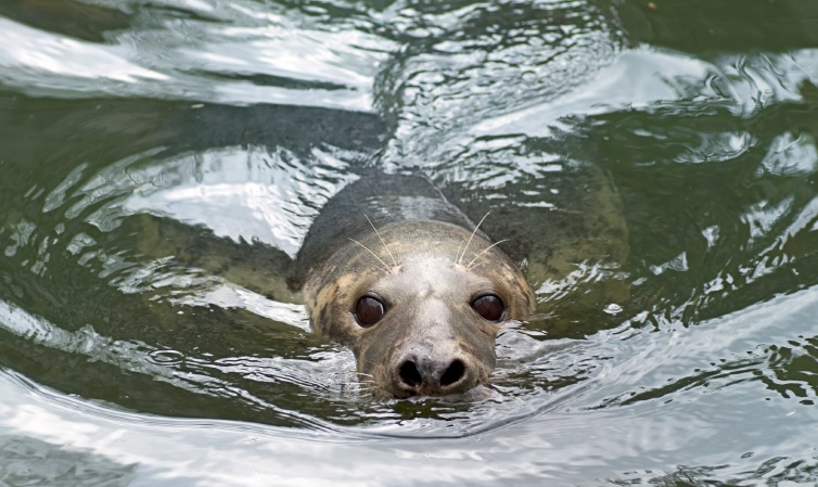Дагестанские тюлени будут сохранены на Каспии