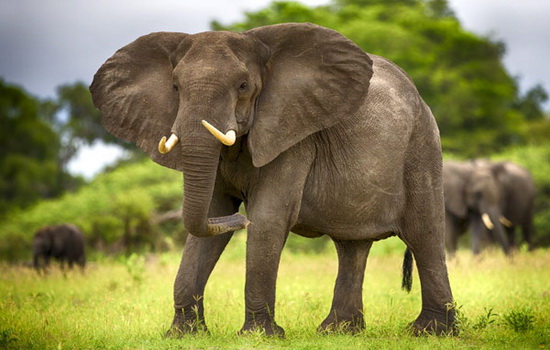 Слоны обладают интеллектом и чувством сострадания