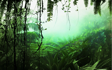 Скорость исчезновения тропических лесов возрастает 