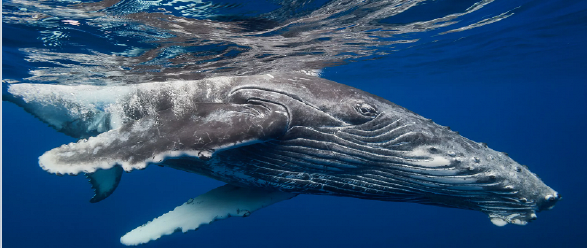 Изменение климата ставит под угрозу жизни горбатых китов 