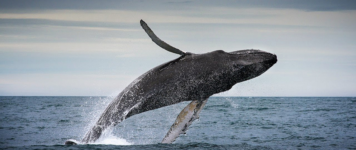 В день синие киты съедают 10 миллионов частиц микропластика