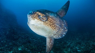 Гигантские рыбы были обнаружены в Новой Зеландии