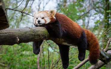 Красные панды под угрозой исчезновения