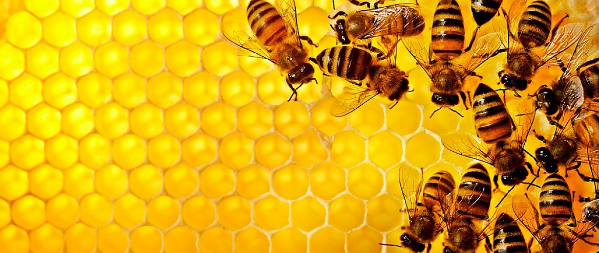 Человечество могут спасти медоносные пчелы
