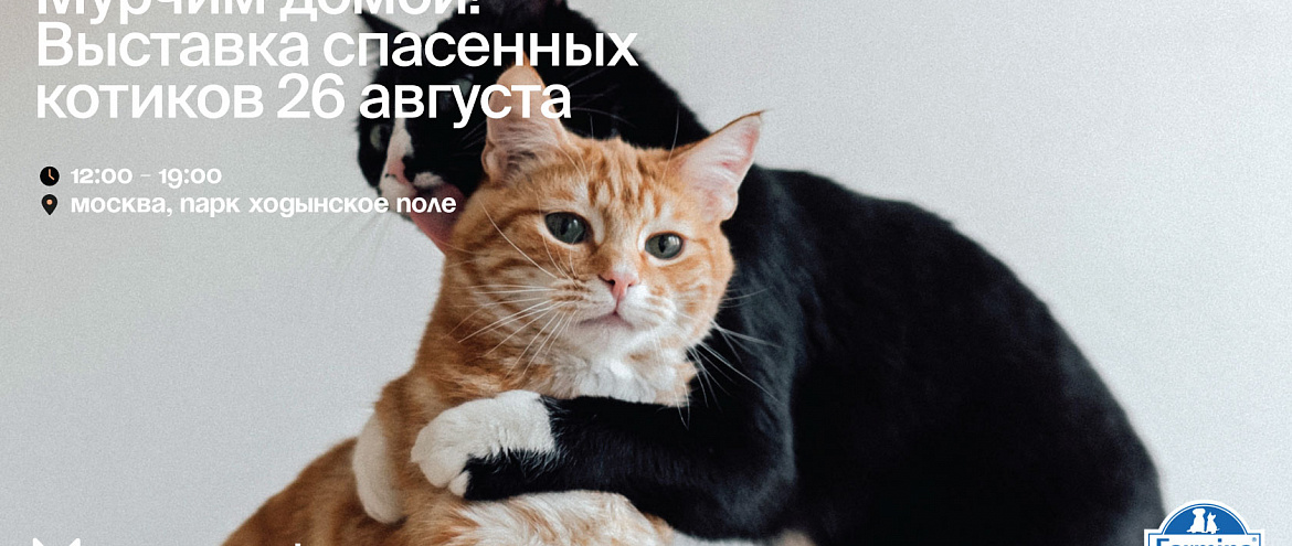 В парке "Ходынское поле" пройдет выставка спасенных котиков «Мурчим домой!»