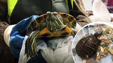 В подмосковном комплексе по переработке отходов спасли красноухую черепаху