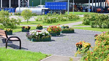 В Подмосковье цветы и овощи выращивают в техногрунте из органических отходов