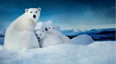 В Канаде созданы датчики для наблюдения за белыми медведями 