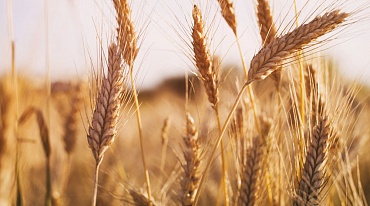 Российские ученые вывели сорт пшеницы, который помогает в лечении нейродегенеративных заболеваний 