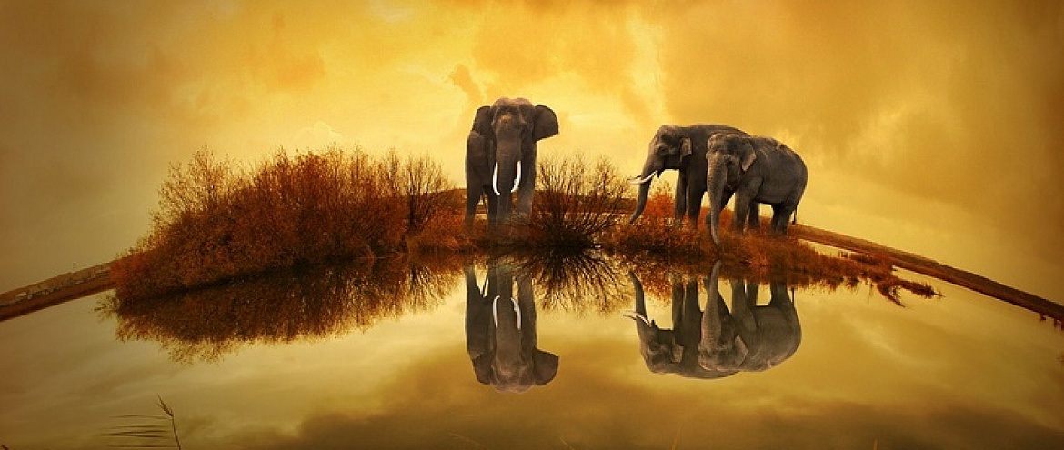 Всемирный день слонов: экологи объединяют усилия