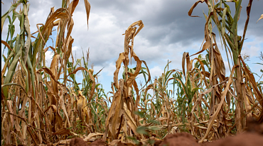Засуха сократила урожай кукурузы в Африке на 72%