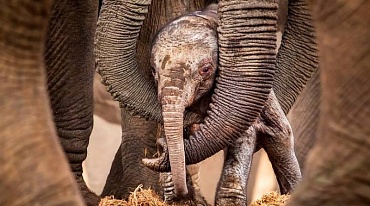 Слоненка поддерживают заботливые сородичи