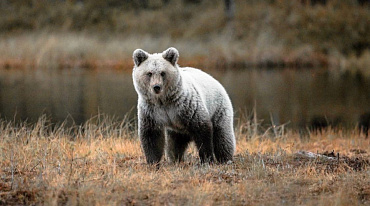 В Якутии могут появиться гибриды белого и бурого медведей