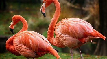 В Доминиканской республике фламинго возвращают в дикую природу