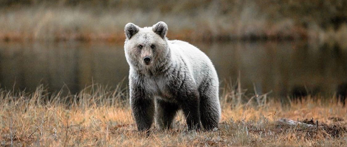 В Якутии могут появиться гибриды белого и бурого медведей