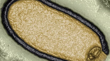Вирусы из Сибири могут стать причиной новой пандемии