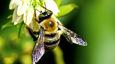 Вслед за пчелами с планеты могут исчезнуть люди