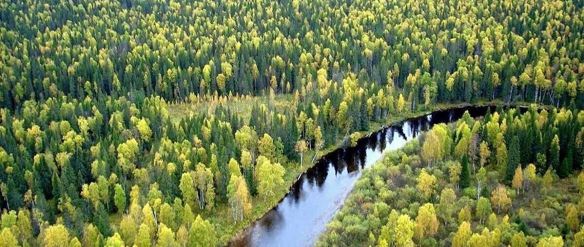 Представлен рейтинг лесных регионов России
