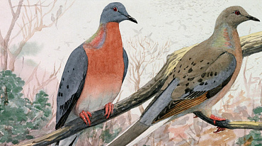 В Петербурге открылась выставка о вымерших птицах