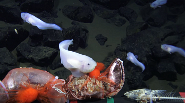 Ученые нашли рыбу на рекордной глубине океана