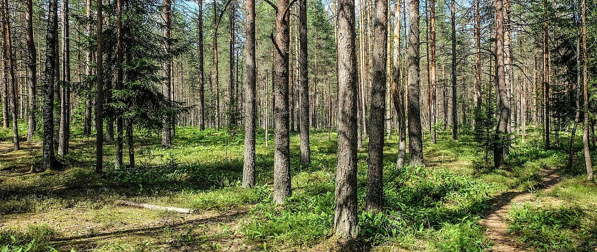 В 2,5 раза сократилась незаконная рубка леса в России