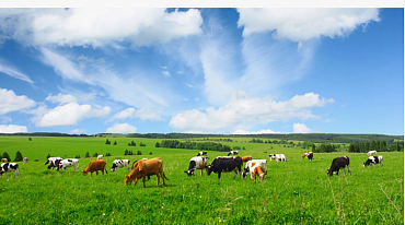 В Дании введут плату за метановые выбросы от животноводства 