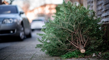 Куда в Москве сдавать новогодние елки после праздников