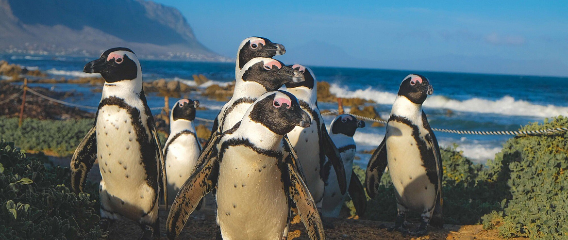 Африканским пингвинам грозит вымирание