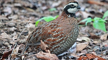Лонг-Айленд призывает птиц для борьбы с клещами