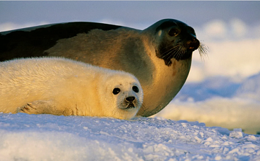 В Архангельской области могут возобновить охоту на гренландского тюленя