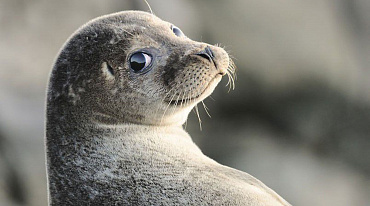 Каспийские тюлени войдут в список исчезающих видов 