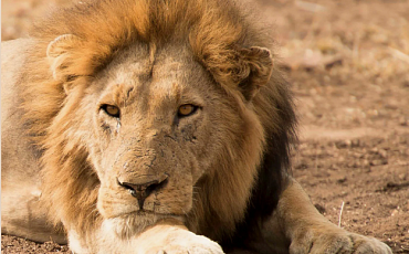 Южная Африка запретит разводить львов в охотничьих целях