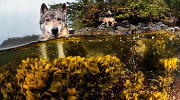 Волки плавают в Тихом океане