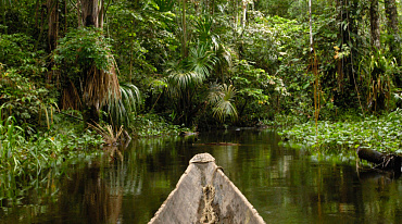 Global Forest Watch: в 2022 году площадь джунглей сократилась на 41 тыс. кв. км.