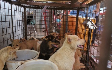 Зоозащитники спасли собак с фестиваля собачьего мяса в Юйлине