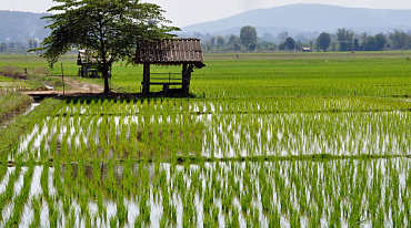 Поставки сахара и риса под угрозой из-за засухи в Таиланде