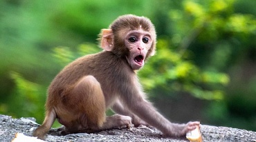 Air France перестанет перевозить обезьян для проведения тестирований на животных