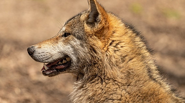 В Андалусии волки стали исчезающим видом