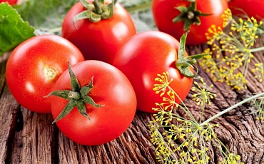 Изменение климата снизит урожайность помидоров