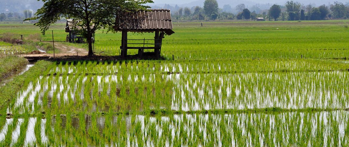 Поставки сахара и риса под угрозой из-за засухи в Таиланде