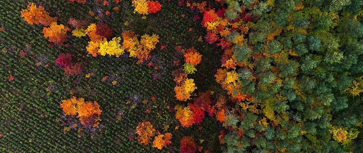 Фотограф демонстрирует красоту лесов