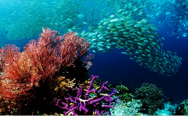 Коралловые рифы будут спасать силой звука