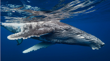 Изменение климата ставит под угрозу жизни горбатых китов 