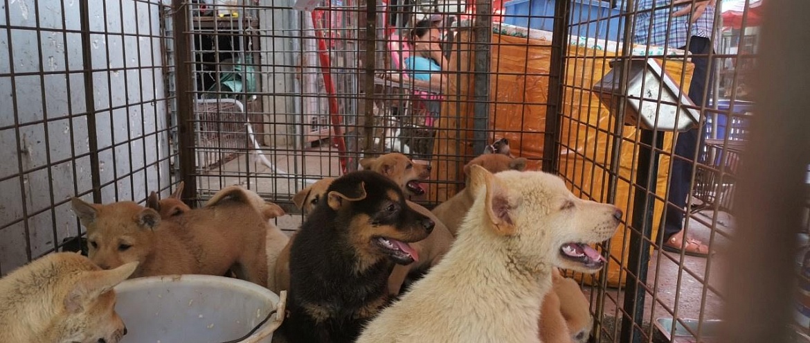 Зоозащитники спасли собак с фестиваля собачьего мяса в Юйлине
