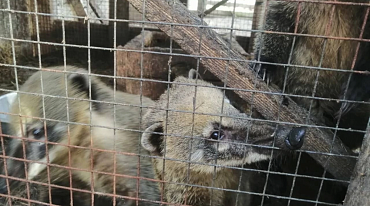 Более 50 зверей и птиц бросили в сафари-парке в Сочи