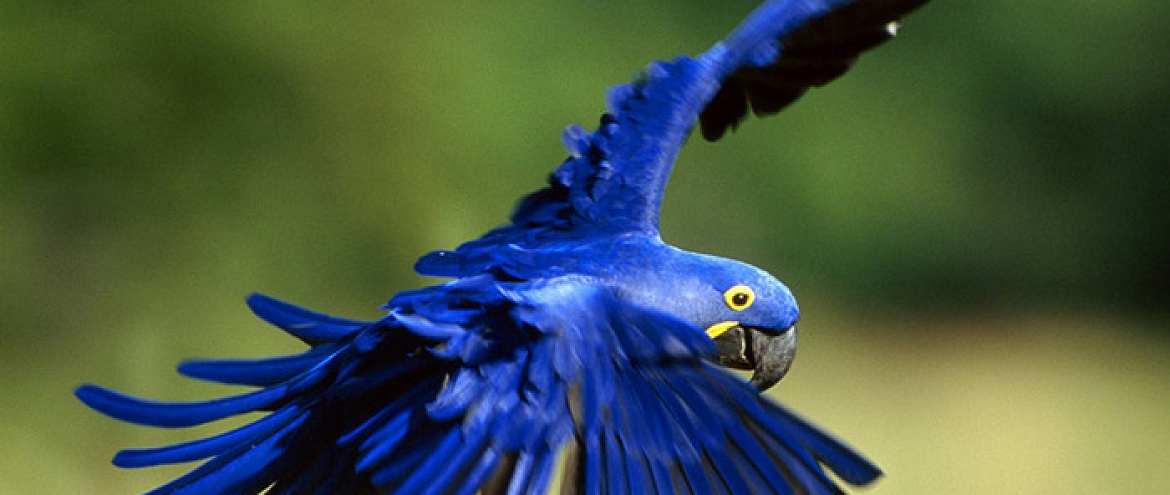 В леса Бразилии вернулись редкие попугаи