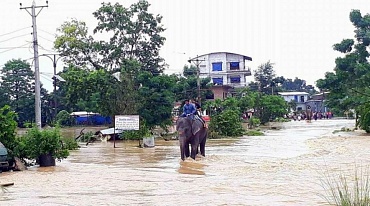 Слоны спасли 600 человек во время наводнения в Непале